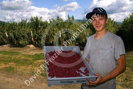 Raspberry harvest on a farm in Whatcom County, Washington.