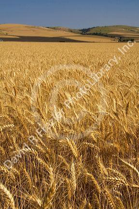 Field of ripe wheat near Milton-Freewater, Oregon.