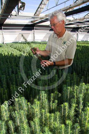 US Department of Agriculture & Forset Service, Lucky Peak Nursery manager holding an englemann spruce seedling in a greenhouse near Boise, Idaho.