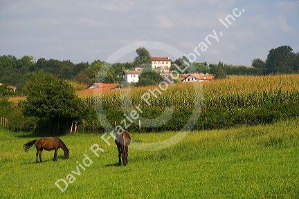 Horse graze on rural farmland in the Pyrenees-Atlantiques department of French Basque Country, Southwest France.