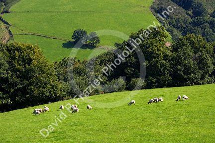 Sheep graze on rural farmland in the Baztan Valley of the Navarre region of northern Spain.