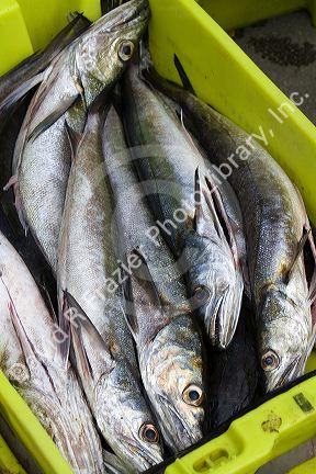 Fish caught by commercial fisherman in the harbor at Llanes, Asturias, Spain.