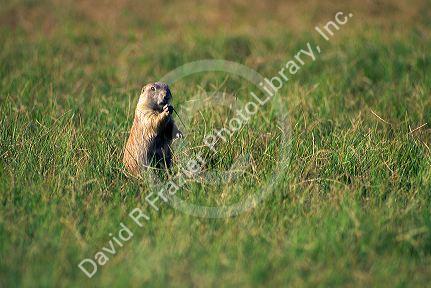 Prairie dog in the grasslands of South Dakota.