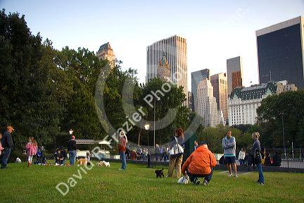 Dog owners socialize in Central Park, Manhattan, New York City, New York, USA.