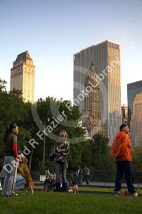 Off leash dog area in Central Park, Manhattan, New York City, New York, USA.