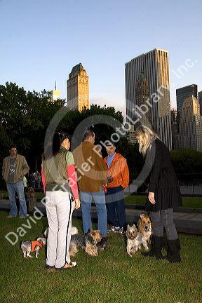Dog owners socialize in Central Park, Manhattan, New York City, New York, USA.