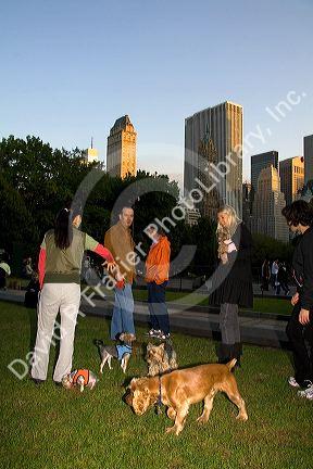 Dog owners socialize in Central Park, Manhattan, New York City, New York, USA.