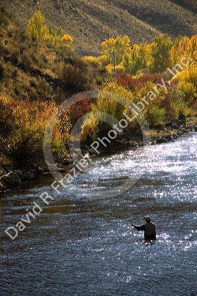 Fly fishing on the south fork of the Boise River in Elmore County, Idaho, USA.