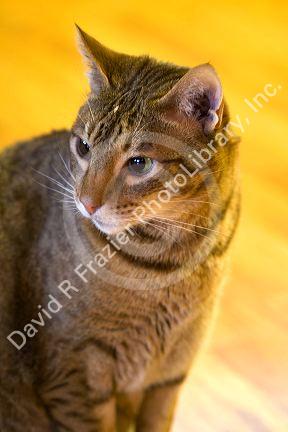 Domestic cat in Shelton, Washington, USA.
