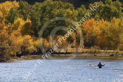 Fly fishing on the south fork of the Boise River in Elmore County, Idaho, USA.