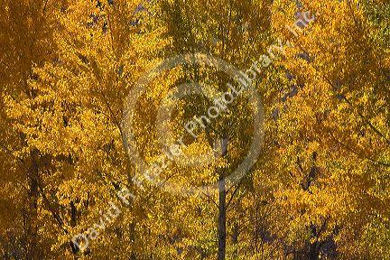 Fall foliage along the south fork of the Boise River in Elmore County, Idaho, USA.