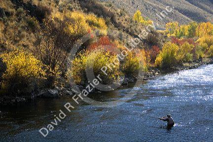 Fly fishing on the south fork of the Boise River in Elmore County, Idaho, USA.