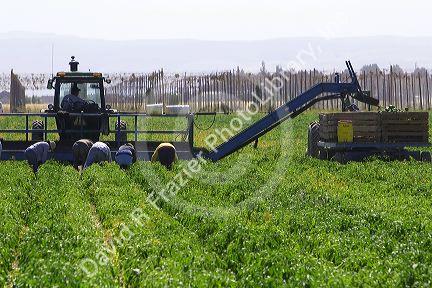 Green bell peppers being harvested in Valley County, Idaho, USA.