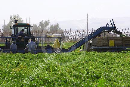 Green bell peppers being harvested in Valley County, Idaho, USA.