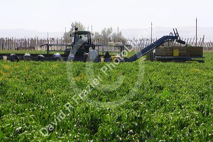 Green bell peppers being harvested in Valley County, Idaho, USA.