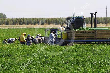 Green bell peppers being harvested in Valley County, Idaho, USA.