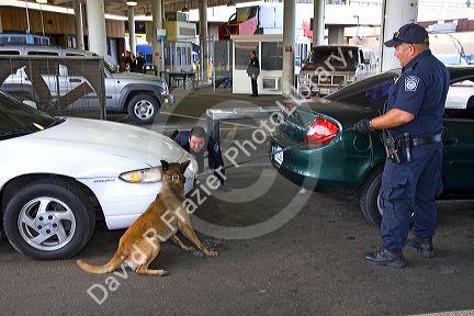 U.S. Customs and Immigration agents use a drug detection dog on automobiles waiting to enter the United States port of entry at the Tijuana, Baja California, Mexico/San Diego, California border crossing.