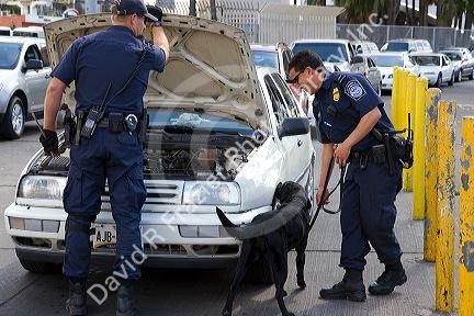 U.S. Customs and Immigration agents use a drug detection dog on automobiles waiting to enter the United States port of entry at the Tijuana, Baja California, Mexico/San Diego, California border crossing.