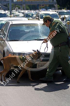 U.S. Customs and Immigration agent using a drug detection dog on automobiles waiting to enter the United States port of entry at the Tijuana, Baja California, Mexico/San Diego, California border crossing.