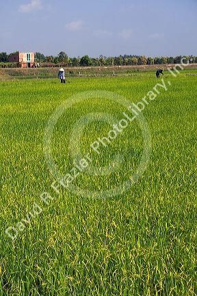 Rice paddy fields near Tay Ninh, Vietnam.