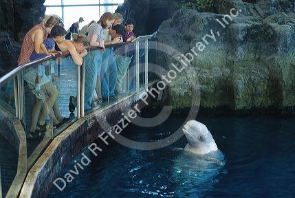 Visitors view a baluga whale at the Shedd Aquarium in Chicago, Illinois.