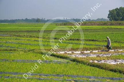 Vietnamese farmer watering rice paddy fields by hand near Tay Ninh, Vietnam.