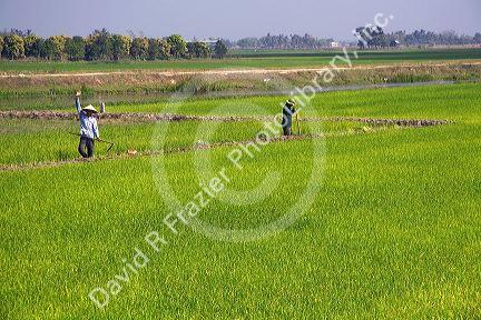 Rice paddy fields near Tay Ninh, Vietnam.