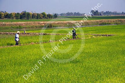 Rice paddy fields near Tay Ninh, Vietnam.