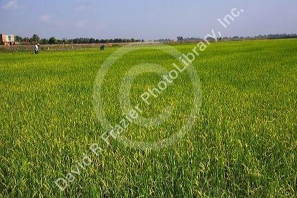 Rice paddy fields near Tay Ninh, Vietnam.