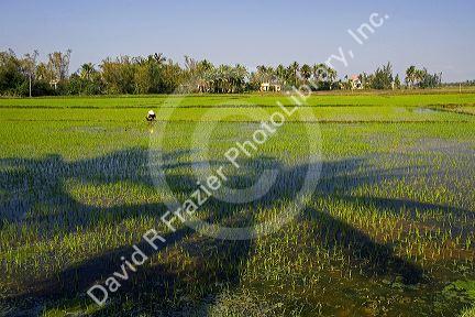 Vietnamese farmer tends to a rice paddy near Hoi An, Vietnam.