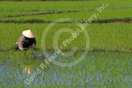 Vietnamese farmer tends to a rice paddy near Hoi An, Vietnam.