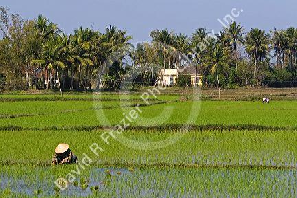 Vietnamese farmer tends to a rice paddy near Hoi An, Vietnam.
