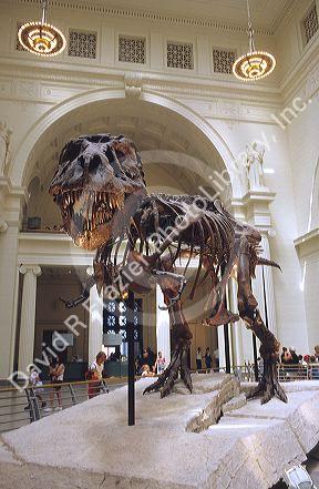 Tyrannosaurus Rex skeleton named Sue in the field museum of Chicago, Illinois.
