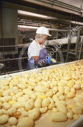 Workers use knives to remove blemished potatoes from a sorting line in a processing plant.