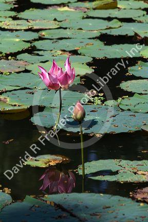 Lotus flowers grow in a water garden at the Saigon Zoo and Botanical Gardens in Ho Chi Minh City, Vietnam.