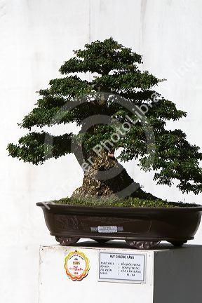 Bonsai trees on display at the Nguyen Hue Boulevard Flower Show in Ho Chi Minh City, Vietnam.