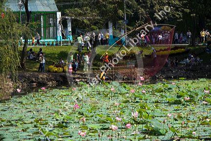 Lotus flowers grow in a water garden at the Saigon Zoo and Botanical Gardens in Ho Chi Minh City, Vietnam.
