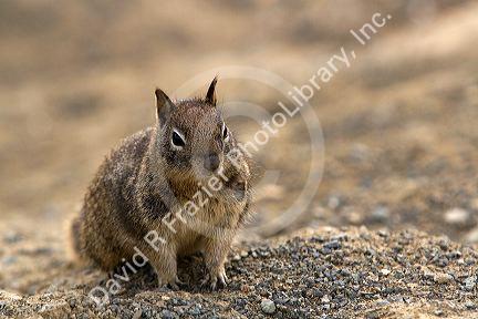 California Ground Squirrel in Southern California, USA.