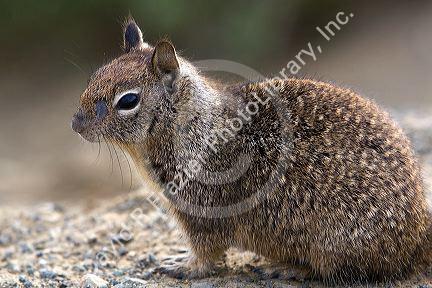 California Ground Squirrel in Southern California, USA.