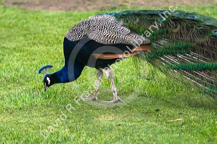 Indian Blue Peacock at the Los Angeles County Arboretum and Botanical Garden in Arcadia, California, USA.