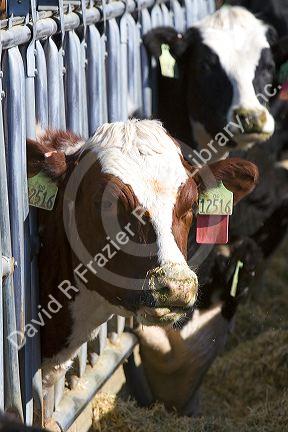 Cattle on a feedlot in Grand View, Idaho, USA.