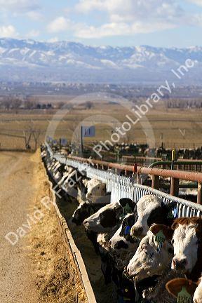 Cattle on a feedlot in Grand View, Idaho, USA.