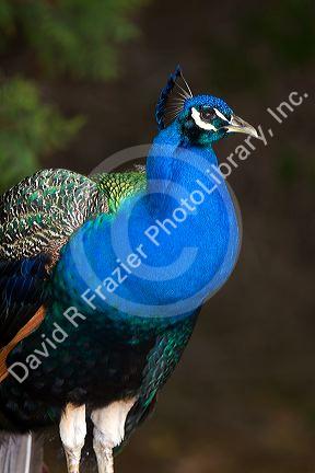 Indian Blue Peacock at the Los Angeles County Arboretum and Botanical Garden in Arcadia, California, USA.