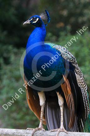 Indian Blue Peacock at the Los Angeles County Arboretum and Botanical Garden in Arcadia, California, USA.
