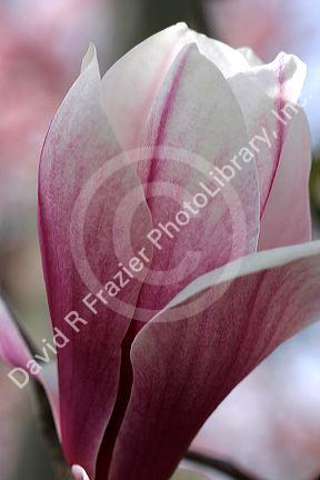 Magnolia Liliiflora blooms during spring in Boise, Idaho.