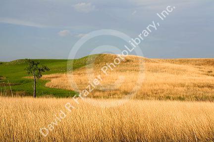Konza Prairie Biological Station is a preserve of native tallgrass prairie in the Flint Hills of northeastern Kansas, USA.