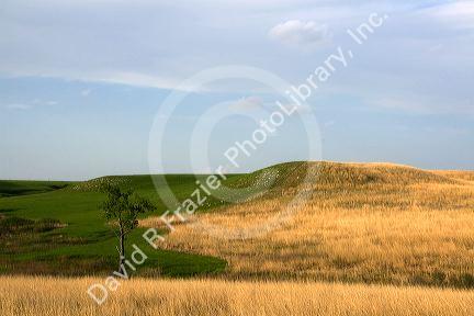 Konza Prairie Biological Station is a preserve of native tallgrass prairie in the Flint Hills of northeastern Kansas, USA.