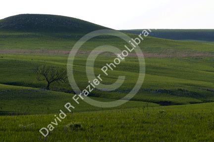 Konza Prairie Biological Station is a preserve of native tallgrass prairie in the Flint Hills of northeastern Kansas, USA.