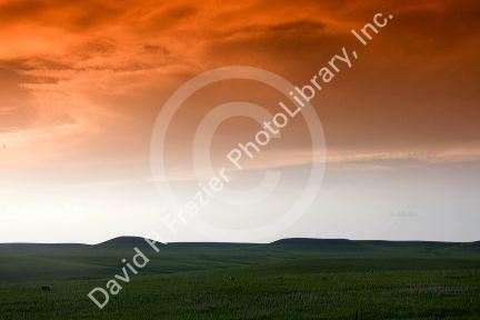 Konza Prairie Biological Station is a preserve of native tallgrass prairie in the Flint Hills of northeastern Kansas, USA.