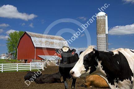 Cows in front of a red barn and silo on a farm north of Arcadia, Wisconsin, USA.